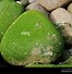Image result for Moss-Covered Rocks On Shore