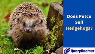 Image result for How Much Do Hedgehogs Cost