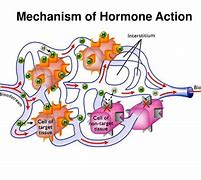 Image result for Hormone Action Mechanism