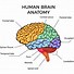 Image result for Empty Brain Graphic