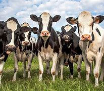 Image result for Diry Cow Looking