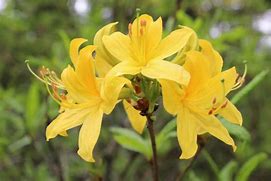 Rhododendron luteum に対する画像結果