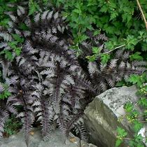 Image result for Athyrium niponicum Burgundy Lace