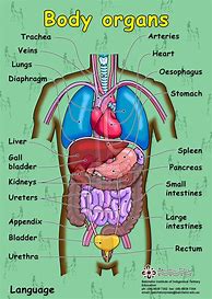 Image result for Adult Human Body Parts Diagram