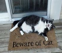 Image result for Beware of Cat Meme