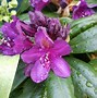Image result for Rhododendron (T) Marcel Menard
