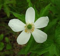 Image result for Anemone canadensis