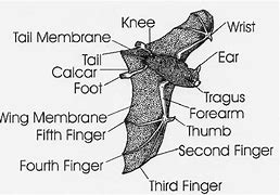 Image result for Bat Anatomy Diagram