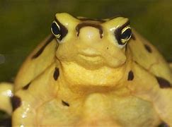 Image result for Funny Toad Pictures