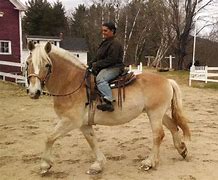 Image result for Ride Draft Horses