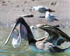 Image result for Brown Pelican Eating