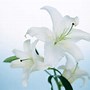 Image result for Lillies Wallpaper Aesthetic