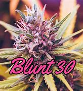 Image result for Largest Blunt Papers
