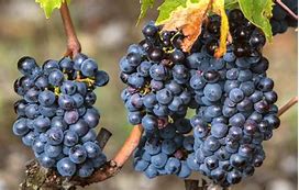 Image result for 2dor+Sangiovese+Block+42