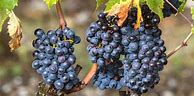 Image result for Opolo Sangiovese