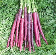 Image result for Anatomy of a Carrot
