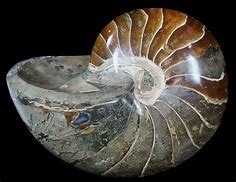 Image result for Fossilized Nautilus Shell