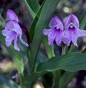 Image result for Roscoea alpina