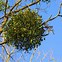 Image result for Mistletoe+Semillon+Reserve