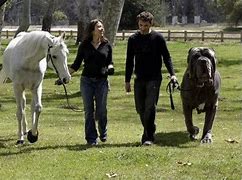 Image result for English Mastiff Biggest Dog in the World