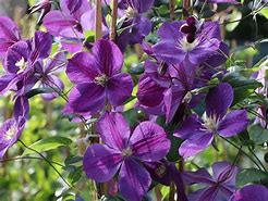 Image result for Clematis Star of India