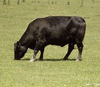 Image result for Angus Cattle