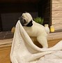 Image result for Life Like Stuffed Animals Realistic