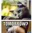 Image result for Grumpy Cat Memes Funny Work