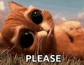 Image result for Yes Please Cat