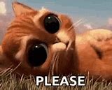 Image result for Yes Please Cat Meme