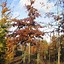 Image result for Quercus palustris Dakvorm, voorgeleid