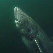 Image result for Greenland Shark POG