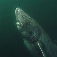 Image result for Greenland Shark Pinterest