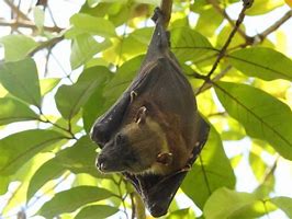 Image result for Sulawesi Fruit Bat