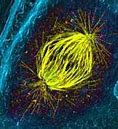 Image result for Cell Biologist