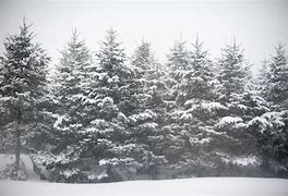 Image result for Tree in the Snow Cartoon Realistic Background White