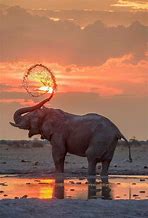 Image result for Elephant Getting Sunshine