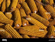 Image result for Pile of Corn Cobs