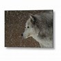 Image result for Wolf Staring into Distance Meme