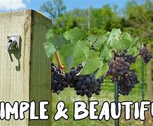 Image result for How to Build a Grape Vine Trellis