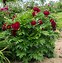 Image result for Paeonia itoh Scarlet Heaven