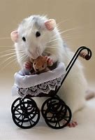 Image result for Funny Wallpapers White Mouse