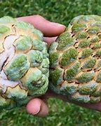 Image result for Sugar Apple Philippines