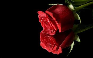 Image result for 2 Rose Rouge