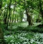 Image result for Forest Scenery