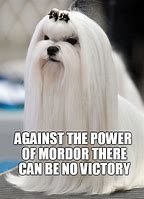 Image result for Saruman Dog Meme
