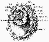 Image result for 外胚层 ectoderm