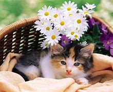 Image result for Basket of Really Cute Kittens