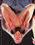 Image result for Spooky Bat Eyes