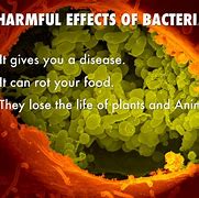 Image result for Harmfull Effects of Microorganisms